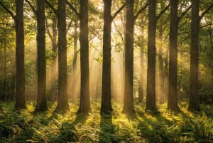 Nine Seeds That Grow a Democracy